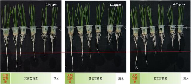 五大类芸苔素市场竞争，谁将最终引领行业发展？3