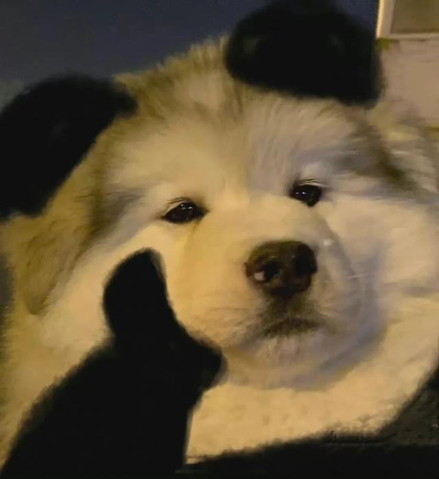 泰迪茶杯犬