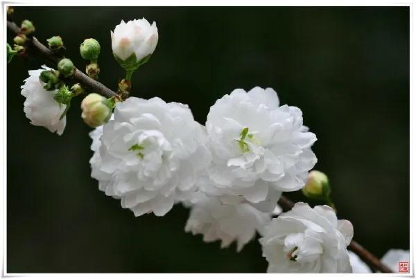 郁李花花语图片