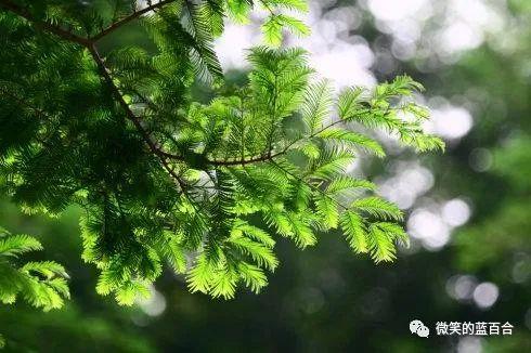 夏，如约而至；安，顺时而归