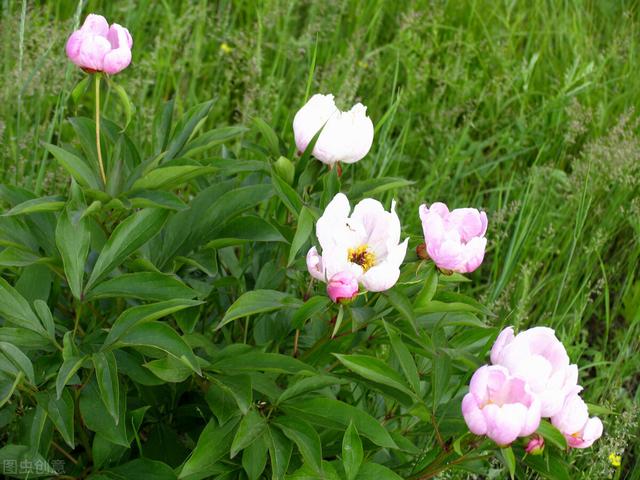 抗衰老的中药（四十一）