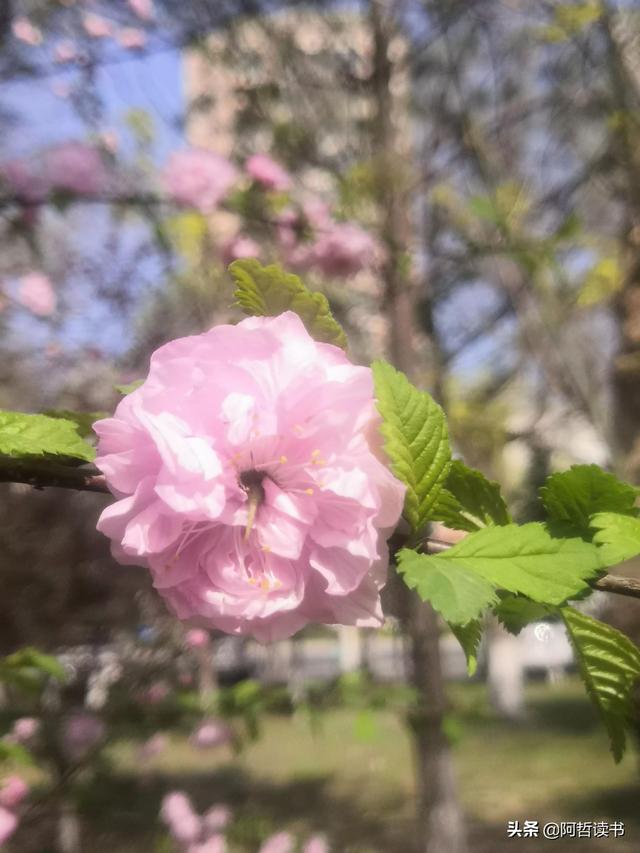 榆叶梅，是绿叶对鲜花的赞美，更是花与叶的相互点缀，相依相偎