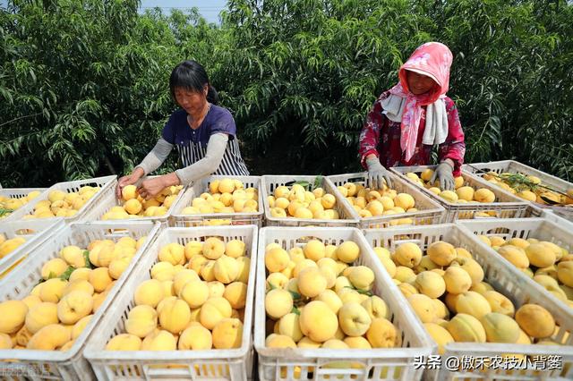 种植桃树巧用多效唑，果农实现高产增收效益好11