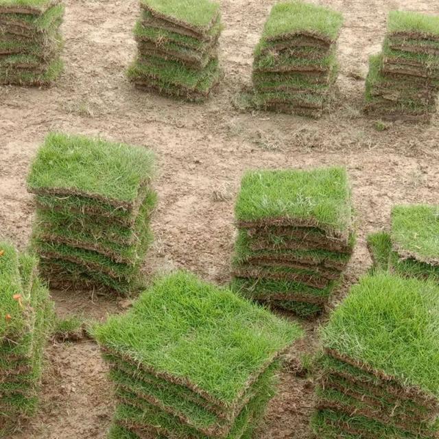 草坪草种植技术（草坪的种植技术及方法）