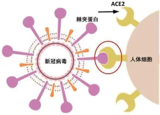 科学家：病毒根本不是生命体！那究竟是什么驱动它们发生变异的？
