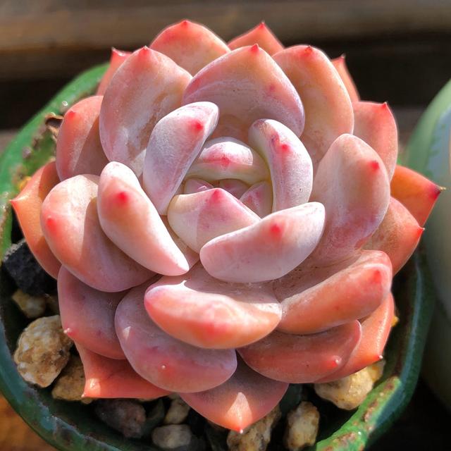 多肉花卉