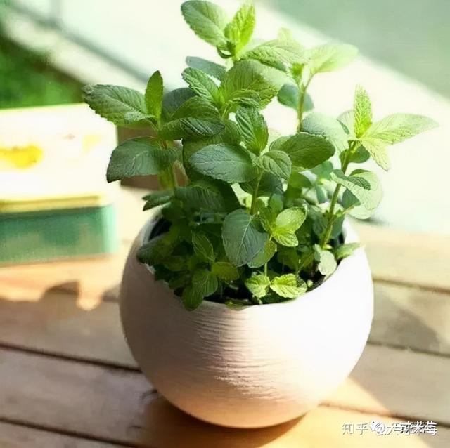 绿植养护