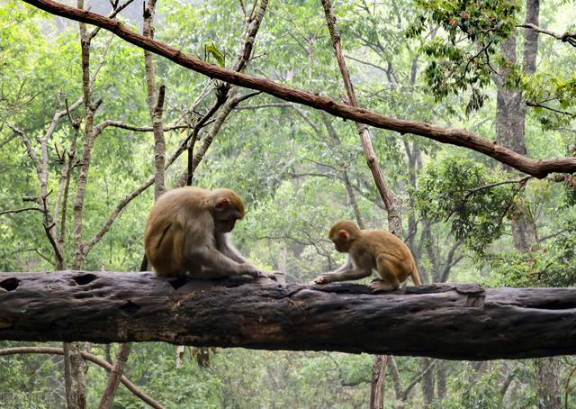 云南西双版纳景点大全攻略游记(云南西双版纳攻略必去景点)-锐牛沃德