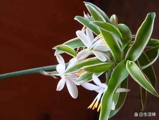 吊兰开花 吊兰开花（吊兰开花预示着什么） 生活