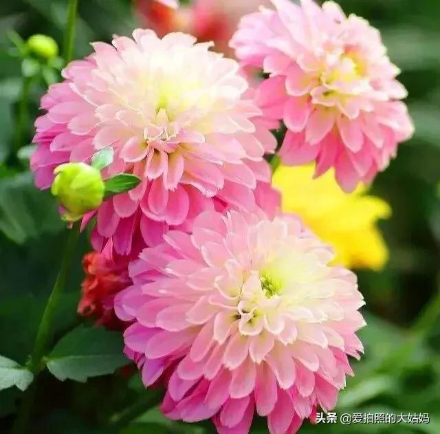 花开不是为了花落，而是为了绽放