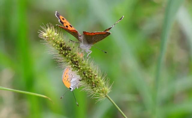 回顾春天百花争艳、招蜂引蝶图片大赏