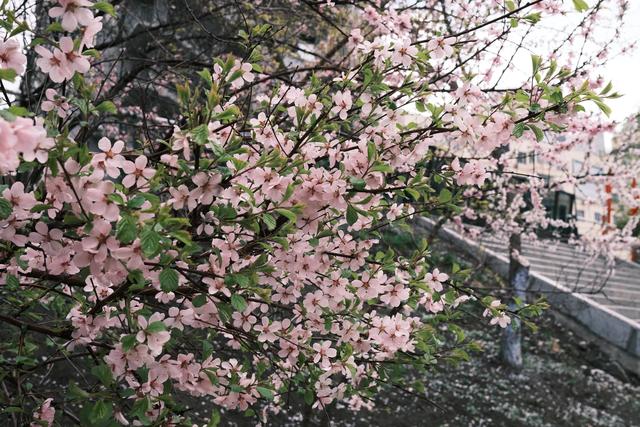 春已逝……