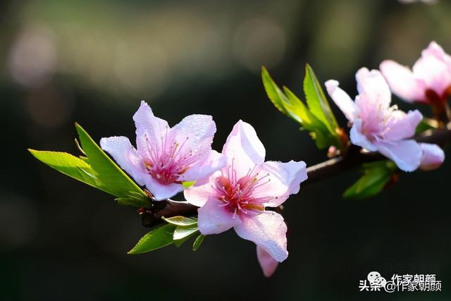 周晓枫：桃花烧｜|散文