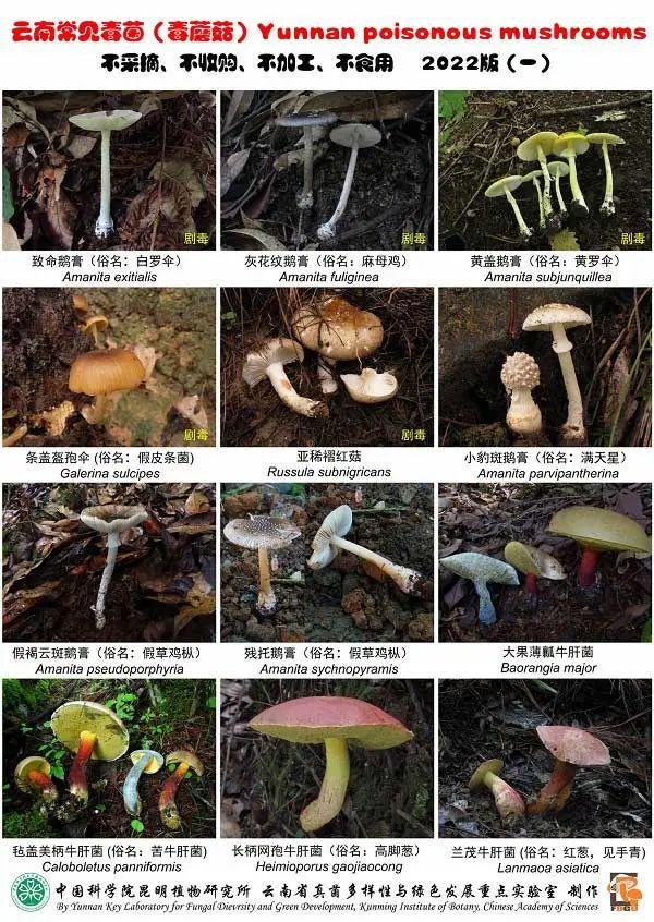 千万注意！剧毒野生菌不止“红伞伞白杆杆”...