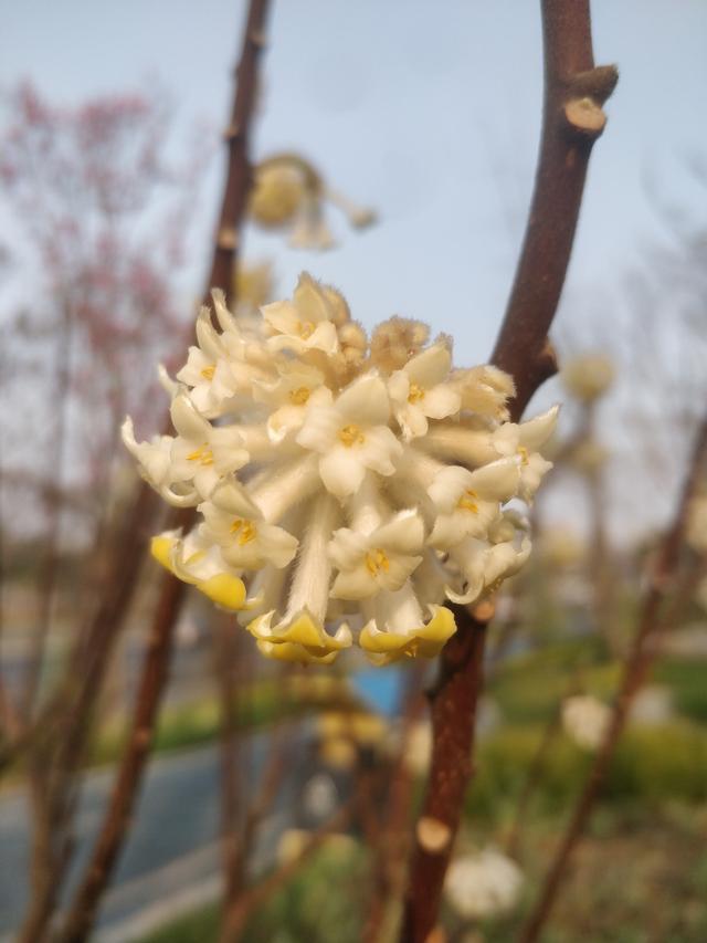 结香 结香（结香花的寓意和风水） 生活