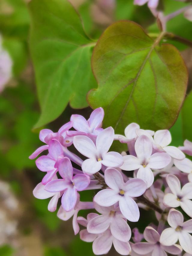 春暖花开——“疫”战到底