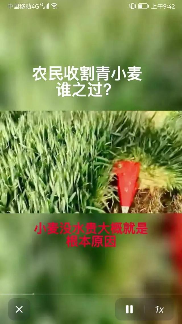 建议国家立即出台措施，禁止将未成熟的麦子玉米作为青储饲料出售