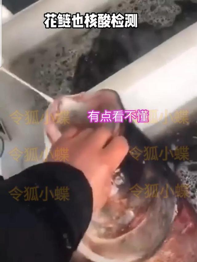 上海给鱼做核酸 掰开鱼嘴塞棉签