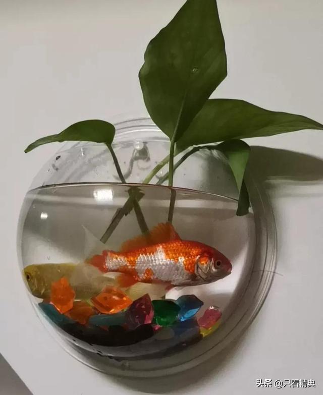 鱼缸中养鲸鱼(鱼缸鲸鱼种类及图鉴)