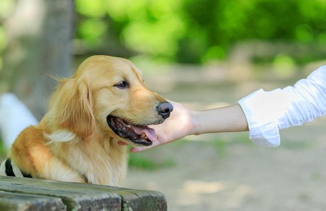 纯种金毛犬的价格多少钱一只，金毛犬的价格多少钱一只图片