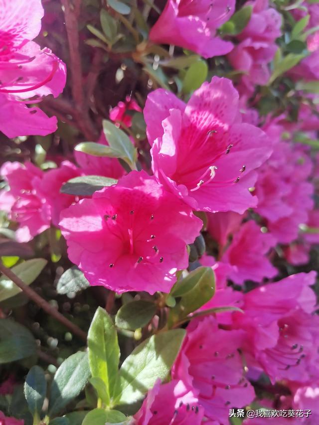 只为杜鹃来开花