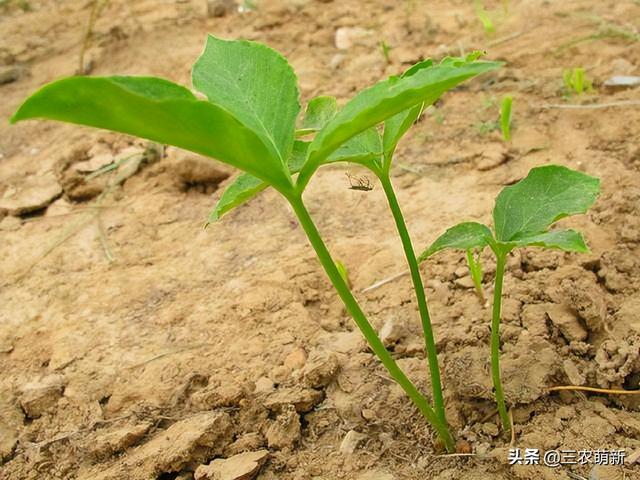 半夏：常被人当成杂草除掉，玉米田里很常见，有药商收购2