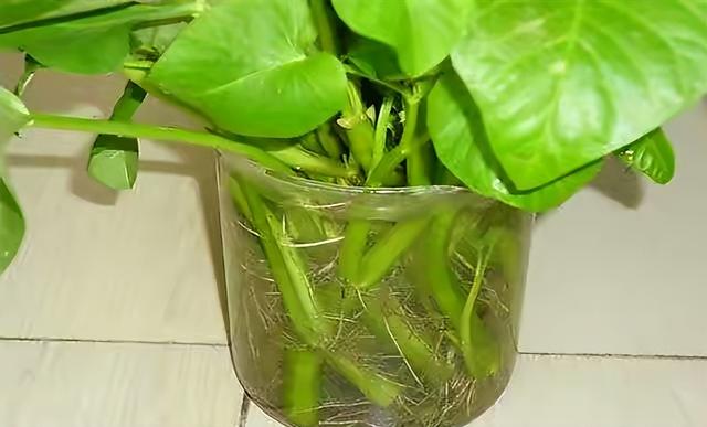 空心菜种植 空心菜种植（空心菜种植技术） 生活