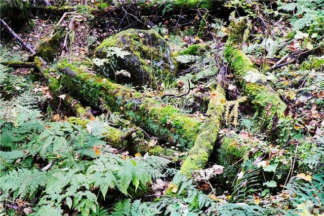 吉林长白山遍地倒木原始森林里的鲸落万物生 新闻时间