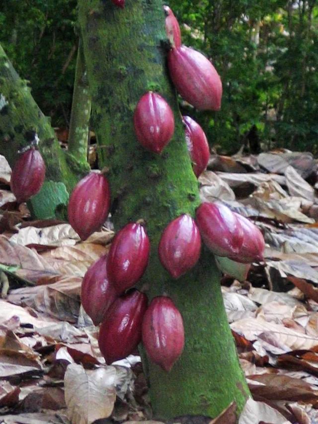 其中有许多热带亚热带水果,你吃过的有哪些?见过的有哪些?