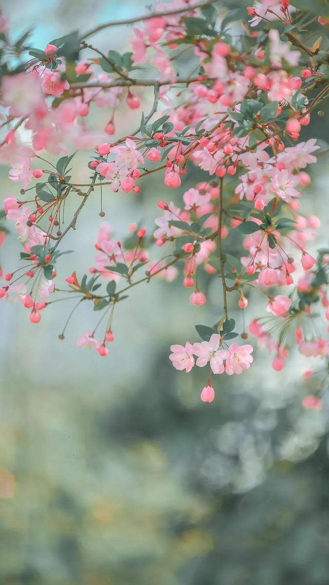 海棠花图片