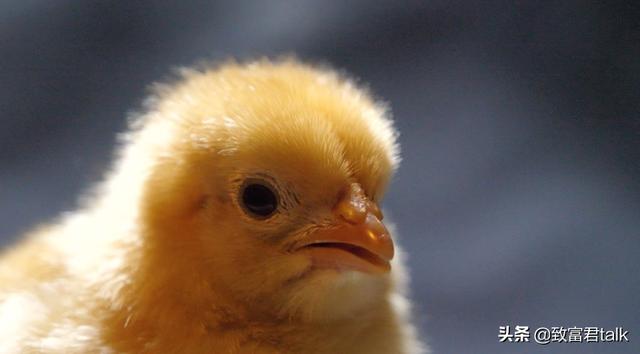 创业没钱？全靠借！他就“借”来了1200万