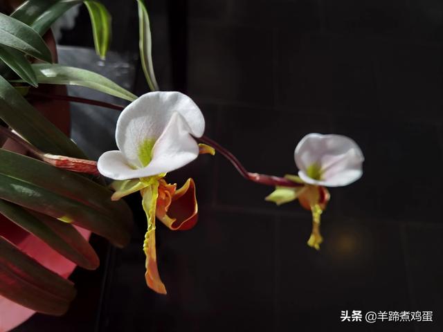 未等冬寒至 梅已報春香——北京中山公園臘梅提前綻放 盡顯芬芳