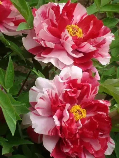 牡丹、芍药大比拼，到底谁最美
