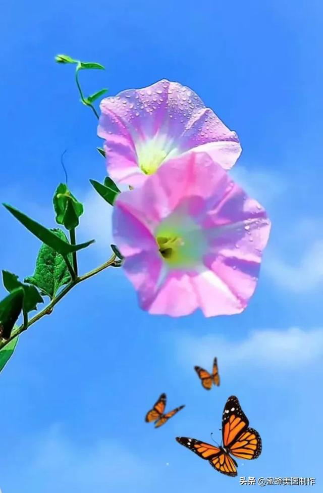一花一世界，姹紫嫣红，婀娜多姿，带来了美好的心情