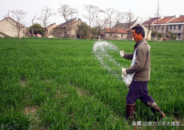 小麦返青肥一定要配胺鲜酯吗？这个高产施肥方案，每亩多收300斤4