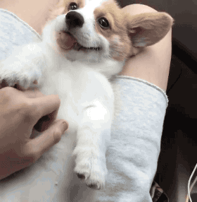 狗狗死后主人不能哭民间说法视频,狗死后主人不能哭为什么