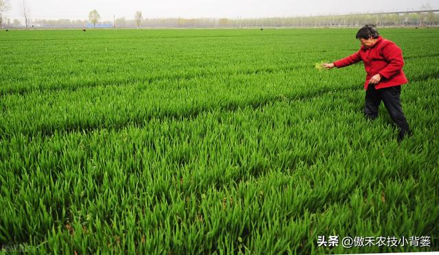 小麦黄苗问题年年发生、年年治，主要原因和解决办法有哪些？13