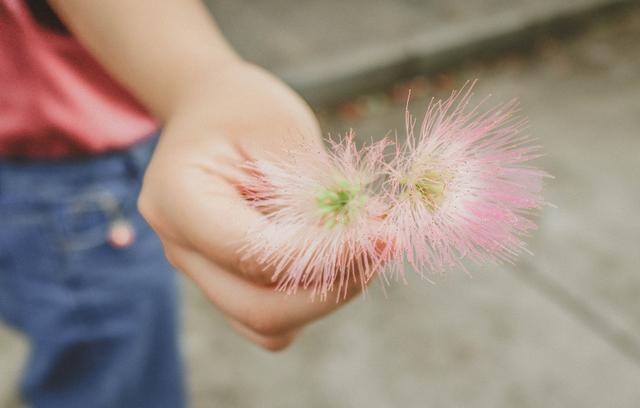 失眠、多梦、易醒？1朵花泡水喝，夜里睡的香