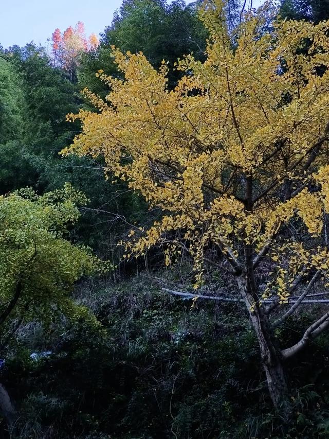慶元村落｜壩頭村 · 千年古村藏深閨 靜候貴客探新顔