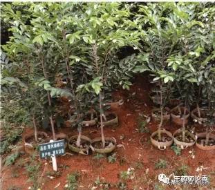 沉香树种植 沉香树种植（沉香树种植前景） 生活