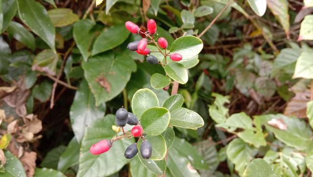 多叶勾儿茶有什么功效勾儿茶叶的作用