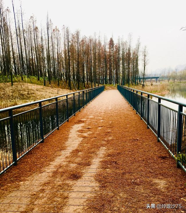 長沙唯一擁有戶外足球場的公園，更有大片水杉美景等你來