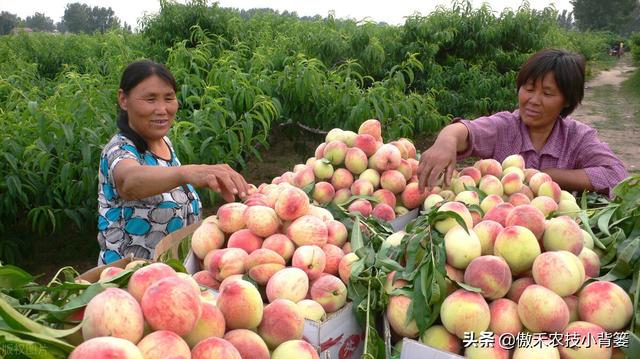 种植桃树巧用多效唑，果农实现高产增收效益好3