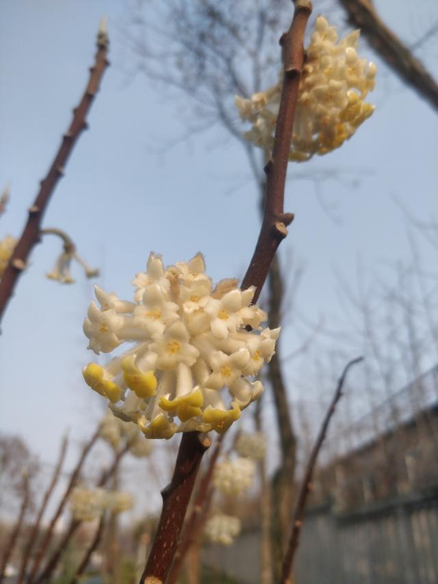 结香 结香（结香花的寓意和风水） 生活