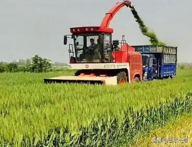 “卖青小麦”之风不可刮！权威发布：全面排查毁麦情况