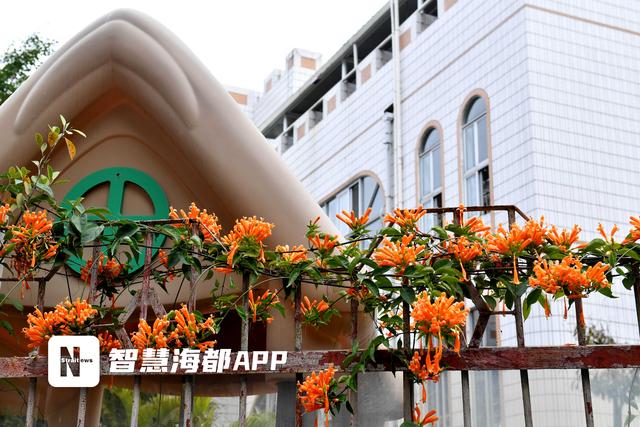 炮仗花街头盛开 福州人或在转角遇见春日美好 新闻时间