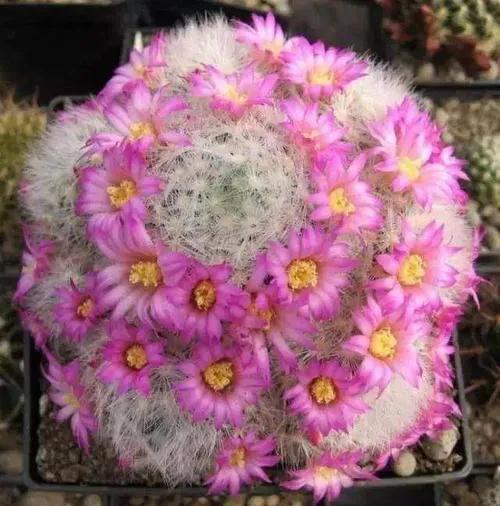 美花欣赏：仙人球开花，美不胜收
