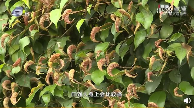 提醒！最近少穿黄色、绿色衣服出门