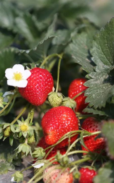 摘草莓文案朋友圈草莓和春天有个约会