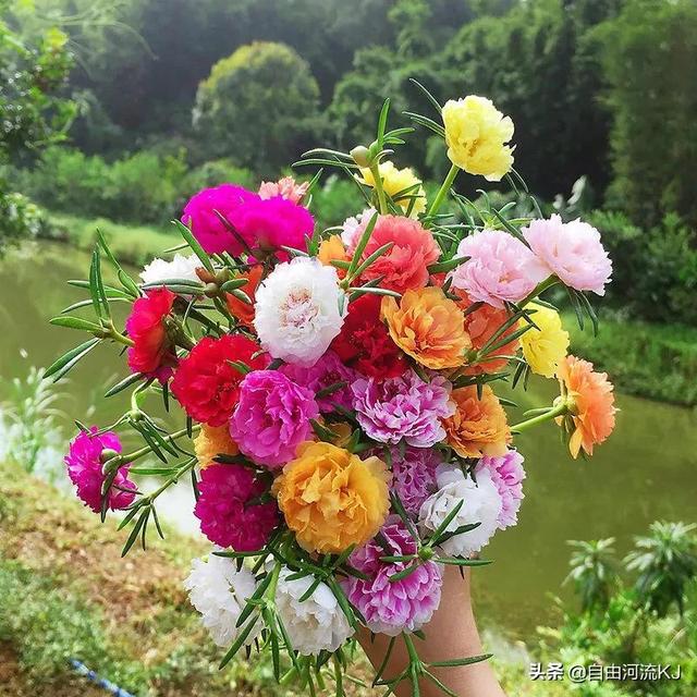 鲜花盛开，姹紫嫣红，争奇斗艳，美不胜收